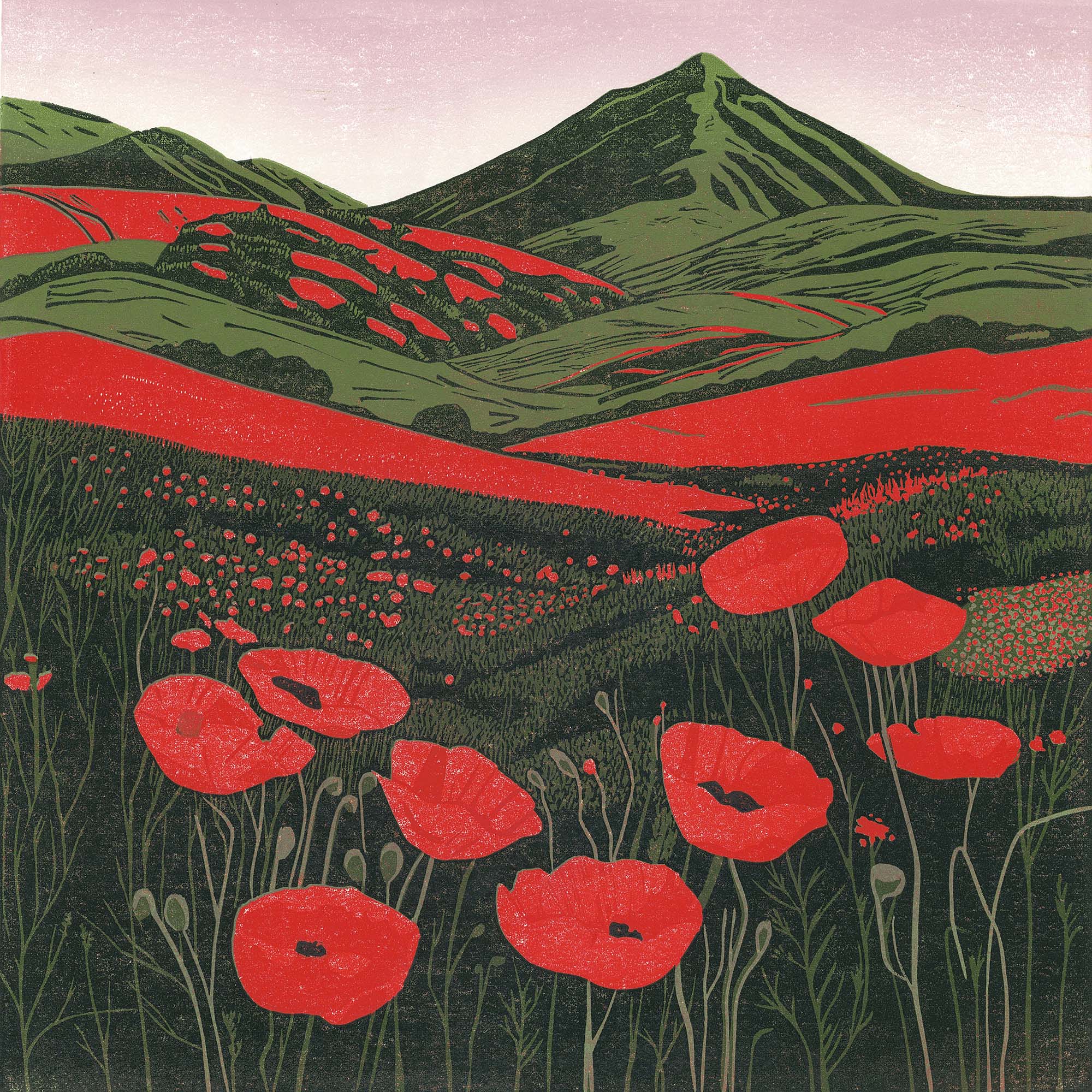 Hillside Poppies In Bloom